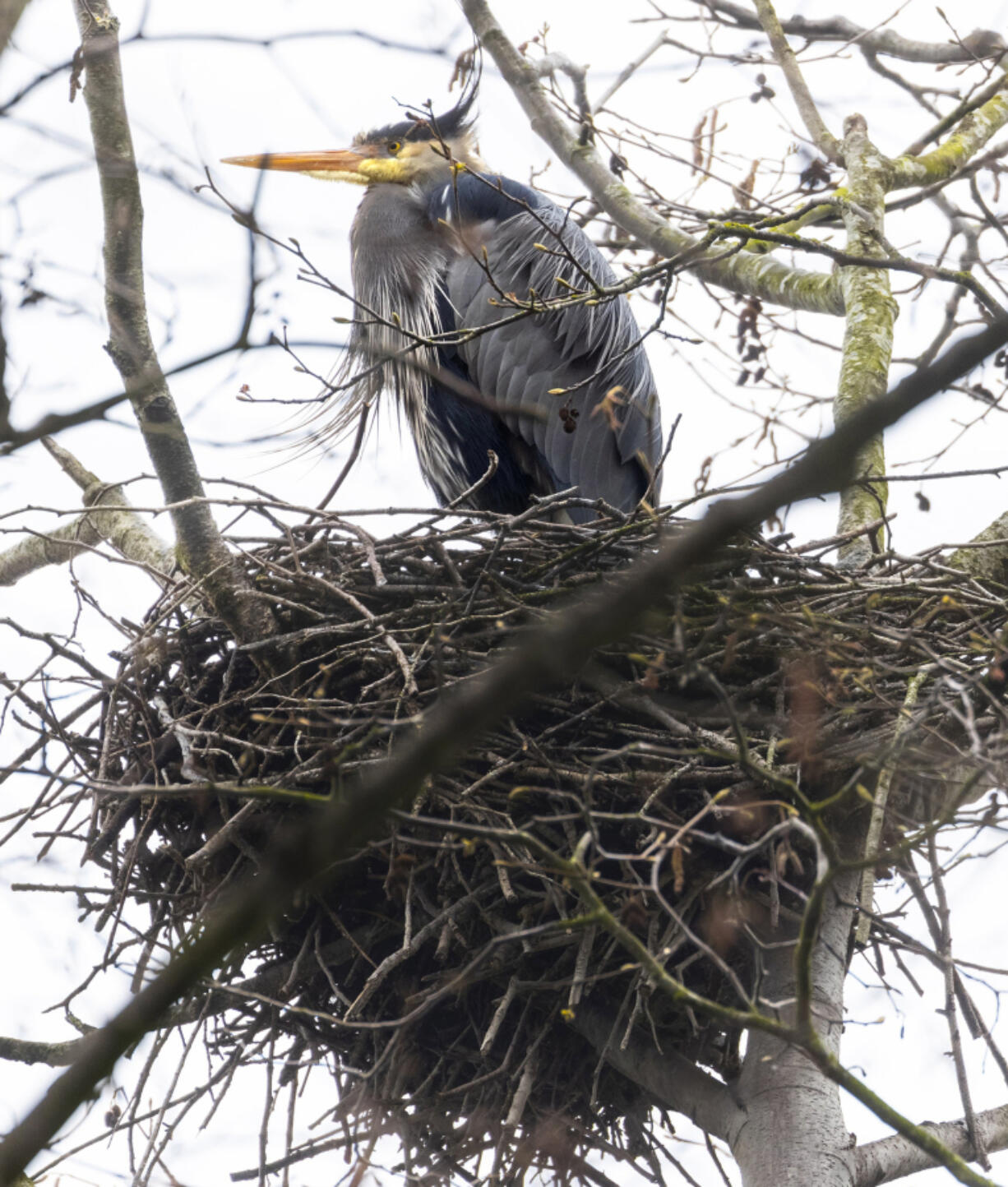 A great blue heron sits patiently on a well-fortified nest in the trees of Seattle's Commodore Park, near the Ballard Locks.