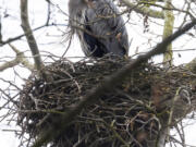 A great blue heron sits patiently on a well-fortified nest in the trees of Seattle's Commodore Park, near the Ballard Locks.