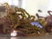 A Devil's Hole pupfish swims in a propagation aquarium at the Ash Meadows Fish Conservation Facility in April in Ash Meadows National Wildlife Refuge in Nevada.