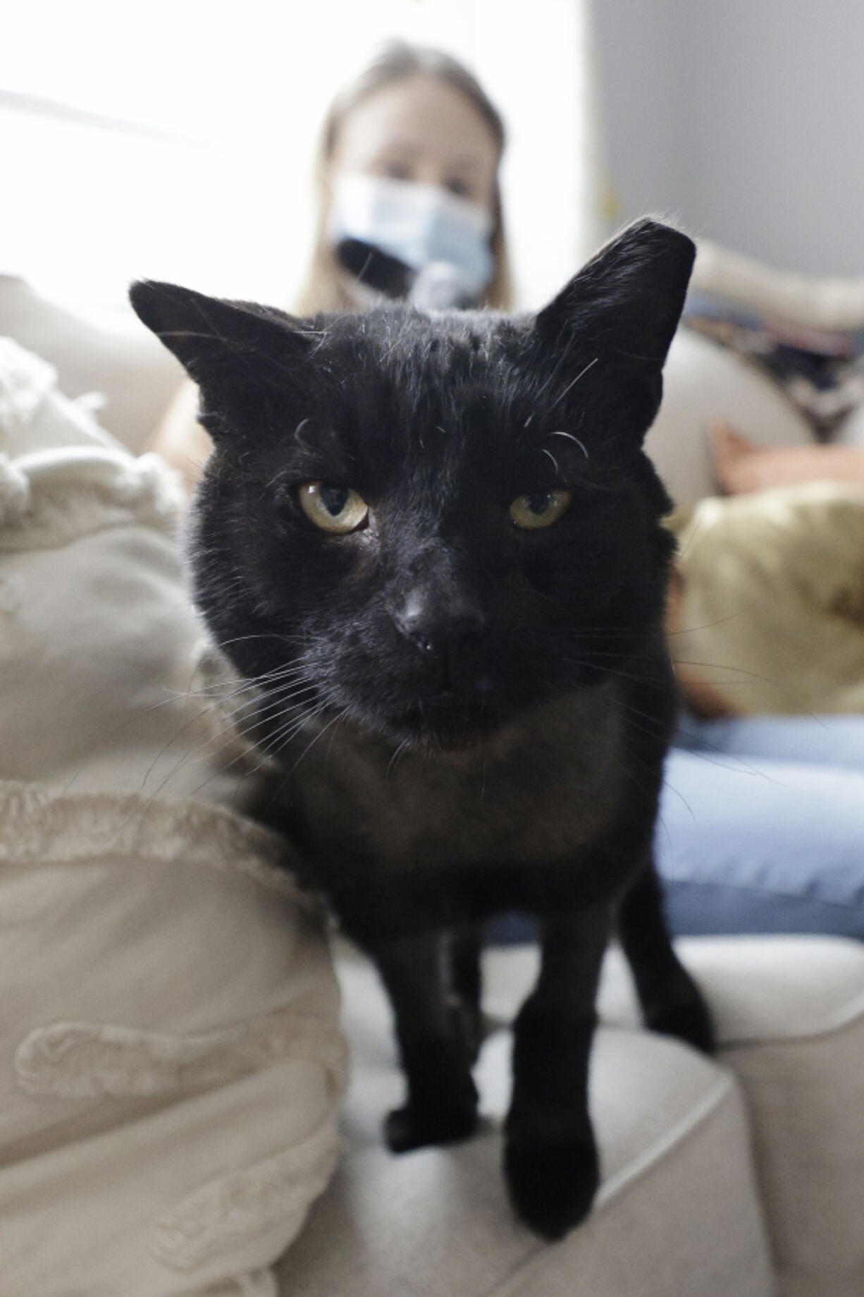 Buddy the cat greets the photographer as Dr. Katie Venanzi sits in the background in Venanzi's South Philadelphia home on April 23.