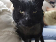 Buddy the cat greets the photographer as Dr. Katie Venanzi sits in the background in Venanzi's South Philadelphia home on April 23.