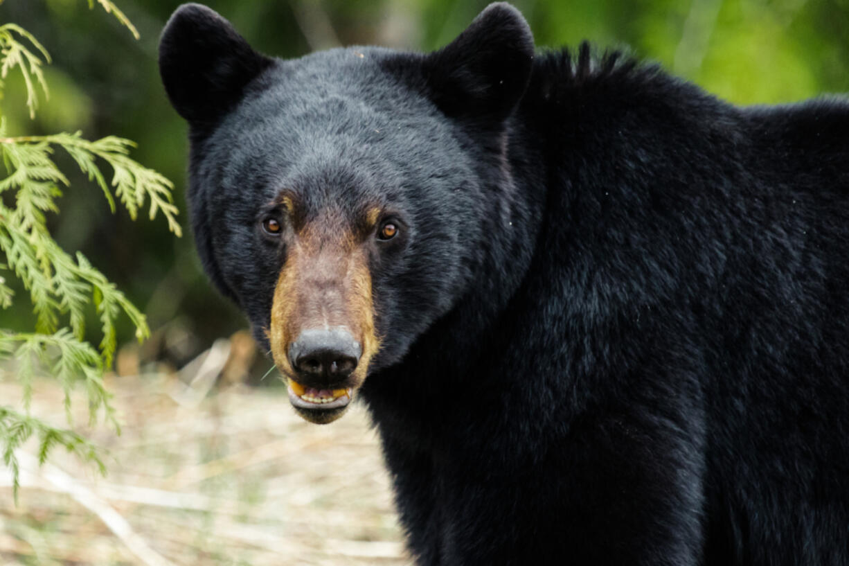 Massachusetts has seen an increase in its black bear population.