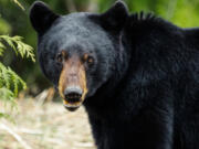 Massachusetts has seen an increase in its black bear population.