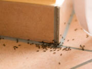 Pests such as ants can make their way into your home through some of the smallest nooks and crannies.