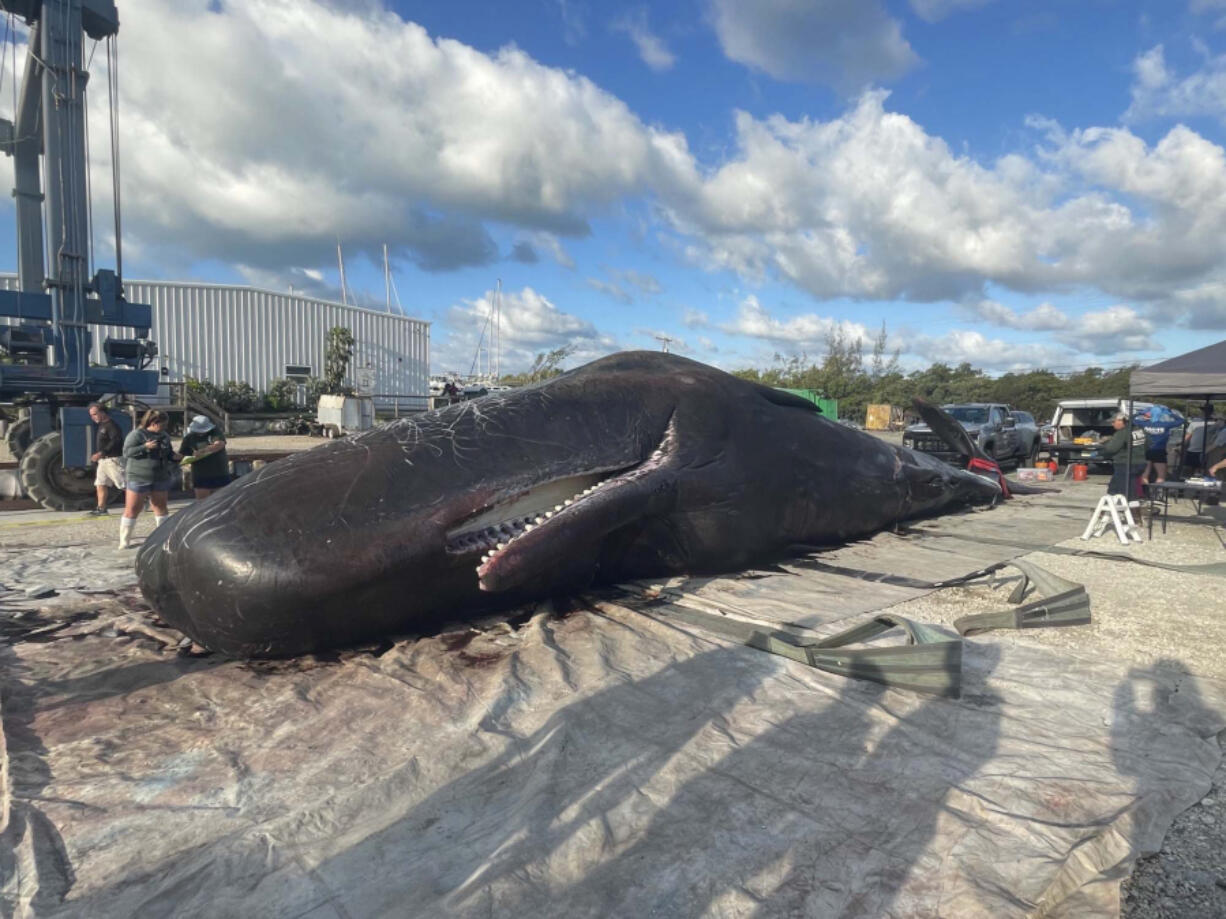 The body of a 47-foot male sperm whale lies on the dock of Robbie's Marina in Stock Island Wednesday, May 11, 2022. The mammal was found beached near Mud Key, about 15 miles northeast of Key West, the day before.