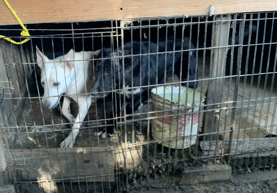 Clark County Animal Protection and Control, along with the sheriff's office, served a search warrant at a Vancouver-area property in September and seized six dogs and five puppies that were confined to an unsanitary shed. An arrest warrant has been issued for the dogs' owner for animal cruelty charges, the agency said.