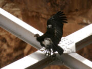 A rare and endangered California condor walks around on the spans of a bridge in Marble Gorge, east of Grand Canyon National Park, March 23, 2007, west of Page, Arizona.