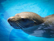 On Friday, May 13, 2022, in San Diego, CA. the California Sea Lion that was rescued underneath the bridge on the National Avenue by SeaWorld's Animal Rescue on April 7, 2022, marks his third rescue by SeaWorld Animal Rescue. He now recovers at the rescue center's facility, awaiting a date for his release. (Nelvin C.