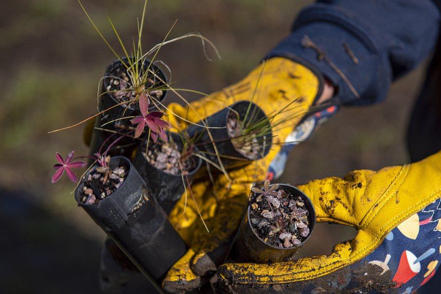 Volunteers plant native species such as large leaf lupine, left, and tufted hair grass at Lacamas Prairie Natural Area on April 22 as part of an ongoing restoration effort.