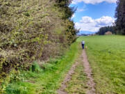 Dog walkers are frequently in and around the Lauretta Norene Forest Preserve and Groth Nature Area, located right alongside the Lucky Memorial Dog Park in Brush Prairie.