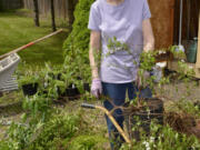 The annual plant fair hosted by the Camas-Washougal Historical Society will be from 10 a.m.-3 p.m. May 14 and June 12 at the Two Rivers Heritage Museum, 1 Durgan St., Washougal.