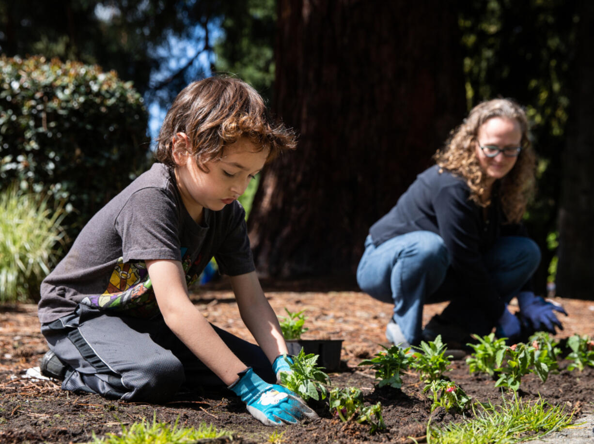 Hector Sanchez-Harper, 7, and his mother, Jessica Sanchez-Harper, both of Vancouver, plant shrubs during a volunteer event organized by Vancouver's Downtown Association, the city of Vancouver and the Parks Foundation of Clark County at Esther Short Park on Saturday. Other volunteers also helped by cleaning up trash and removing weeds from plant beds in the downtown area.