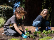 Hector Sanchez-Harper, 7, and his mother, Jessica Sanchez-Harper, both of Vancouver, plant shrubs during a volunteer event organized by Vancouver's Downtown Association, the city of Vancouver and the Parks Foundation of Clark County at Esther Short Park on Saturday. Other volunteers also helped by cleaning up trash and removing weeds from plant beds in the downtown area.