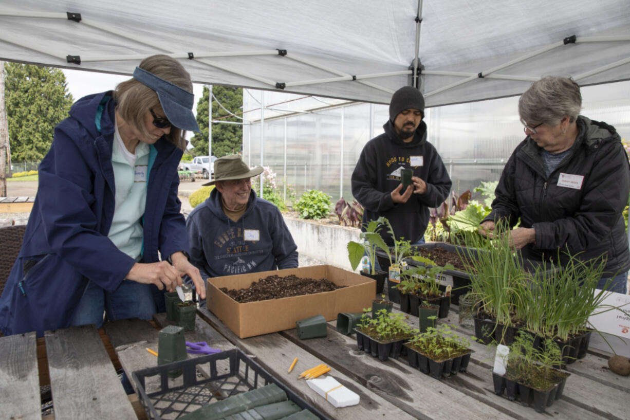 From left: Beverly Handlan, Jay Handlan and Eddie Acain plant vegetable seedlings with WSU Master Gardener Carley Wecks at a beginner gardening workshop hosted by the WSU Master Gardener program at Heritage Farm on Saturday. At top: WSU Master Gardener Bekah Marten pulls apart cilantro seedlings for participants to plant.