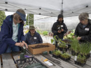 From left: Beverly Handlan, Jay Handlan and Eddie Acain plant vegetable seedlings with WSU Master Gardener Carley Wecks at a beginner gardening workshop hosted by the WSU Master Gardener program at Heritage Farm on Saturday. At top: WSU Master Gardener Bekah Marten pulls apart cilantro seedlings for participants to plant.