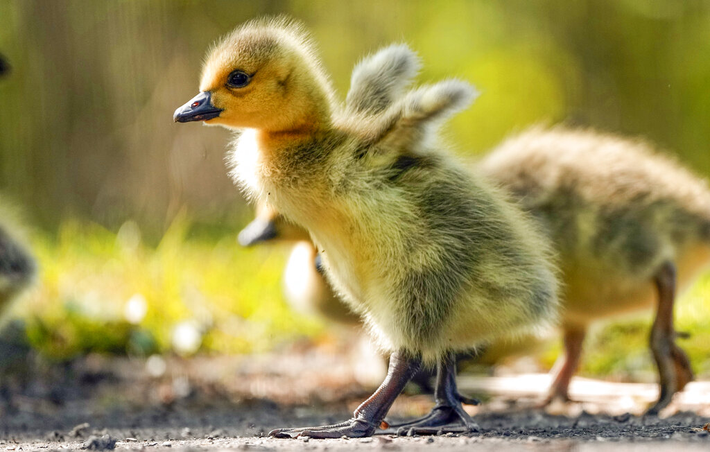 Several Canada goose goslings in Oregon have tested positive for Avian flu.