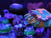 A variety of fluorescent and fleshy solitary stony corals are on display March 2 at the Coral Morphologic lab in Miami. Coral Morphologic was founded by marine biologist Colin Foord and musician J.D. McKay to raise awareness about dying coral reefs, presenting the issue through science and art.