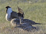 FILE - In this March 1, 2010 file photo, from the U.S. Fish and Wildlife Service, a bi-state sage grouse, rear, struts for a female at a lek, or mating ground, near Bridgeport, Calif. A federal judge has ruled that the Trump administration illegally withdrew an earlier proposal to list the bi-state sage grouse as a threatened species along the California-Nevada line in 2020.