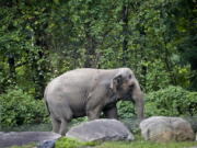 An Asian elephant named Happy strolls inside the Bronx Zoo's Asia Habitat in New York City. A legal fight to release Happy from the zoo after 45 years was argued last week before New York's highest court in a closely watched case over whether basic rights for people can be extended to animals.