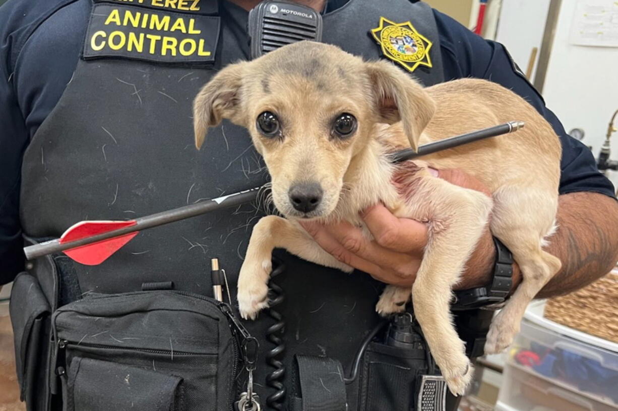 An animal-control officer holds a chihuahua that was shot through the neck with an arrow Monday in Thousand Palms, Calif. The chihuahua was expected to survive after veterinarians removed the projectile, authorities said.