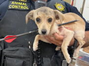 An animal-control officer holds a chihuahua that was shot through the neck with an arrow Monday in Thousand Palms, Calif. The chihuahua was expected to survive after veterinarians removed the projectile, authorities said.