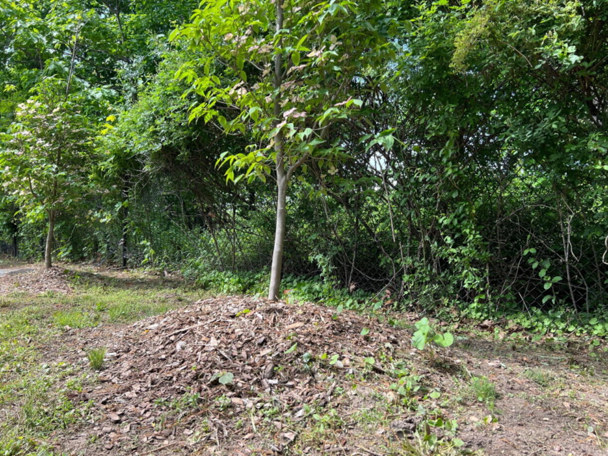 "Volcano mulching" is applied around a young dogwood tree in Greenvale, N.Y. The practice is detrimental to trees and often results in their slow death.