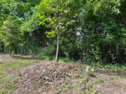 "Volcano mulching" is applied around a young dogwood tree in Greenvale, N.Y. The practice is detrimental to trees and often results in their slow death.