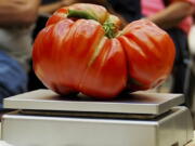 A large tomato on a scale Aug. 23, 2019, as it is entered into the Great Long Island Tomato Challenge competition in Farmingdale, N.Y.