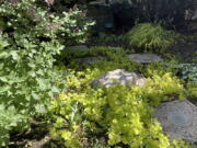 The chartreuse foliage of Hakone grass and golden creeping Jenny brightening a partly shady garden in Glen Head, N.Y.