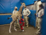 Msituni, a giraffe calf born with an unusual disorder that caused her legs to bend the wrong way, tries out her new braces Feb. 10 at the San Diego Zoo Safari Park in Escondido, north of San Diego.