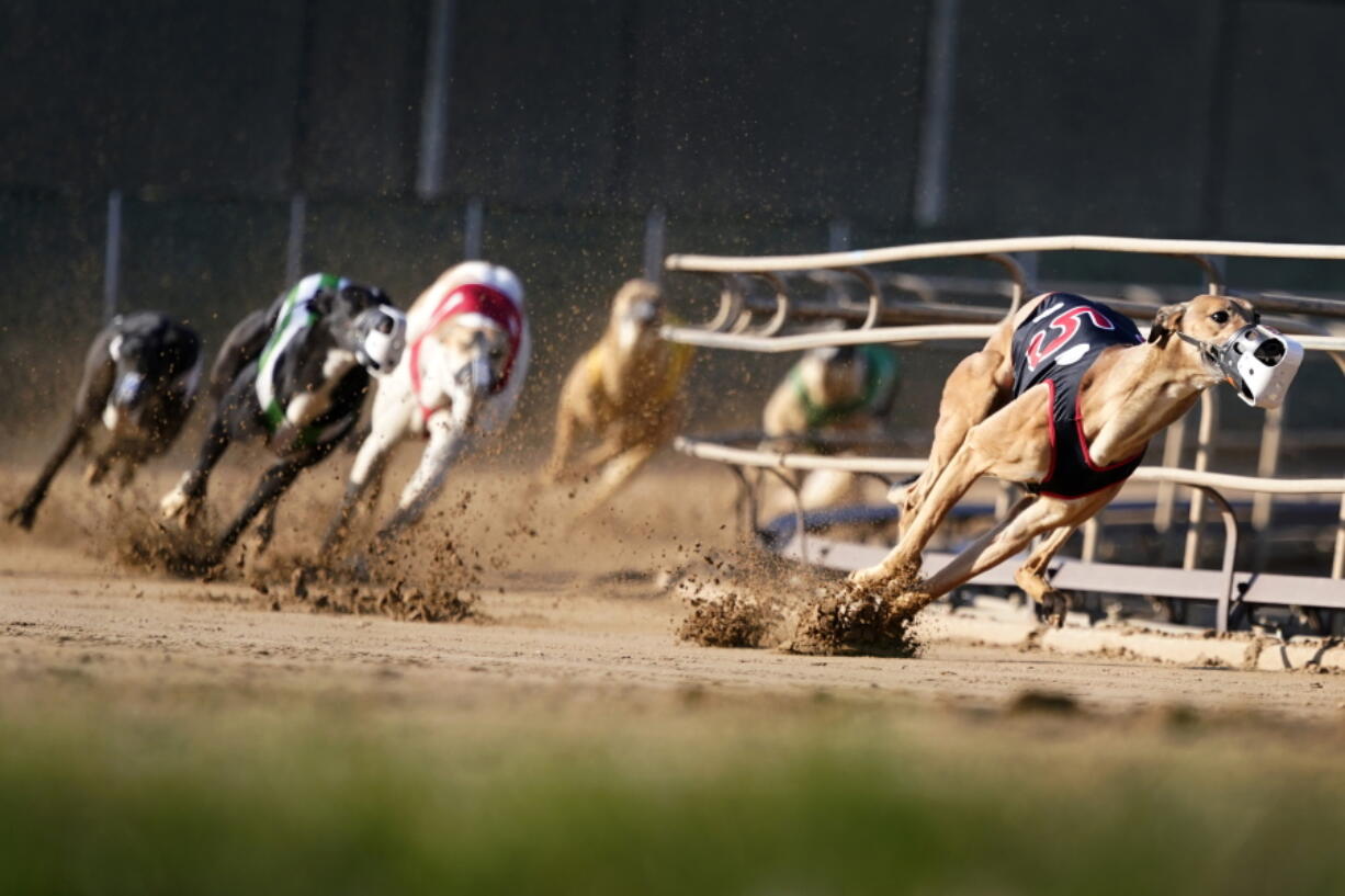 Greyhounds compete in a race at the Iowa Greyhound Park, Saturday, April 16, 2022, in Dubuque, Iowa. After the end of a truncated season in Dubuque in May, the track here will close. By the end of the year, there will only be two tracks left in the country.