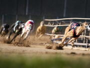 Greyhounds compete in a race at the Iowa Greyhound Park, Saturday, April 16, 2022, in Dubuque, Iowa. After the end of a truncated season in Dubuque in May, the track here will close. By the end of the year, there will only be two tracks left in the country.