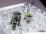 A researcher harvests a thale cress plant growing in lunar soil, at a laboratory in Gainesville, Fla. For the first time, scientists have used lunar soil collected by long-ago moonwalkers to grow plants, with results promising enough that NASA and others already are envisioning hothouses on the moon for the next generation of lunar explorers.