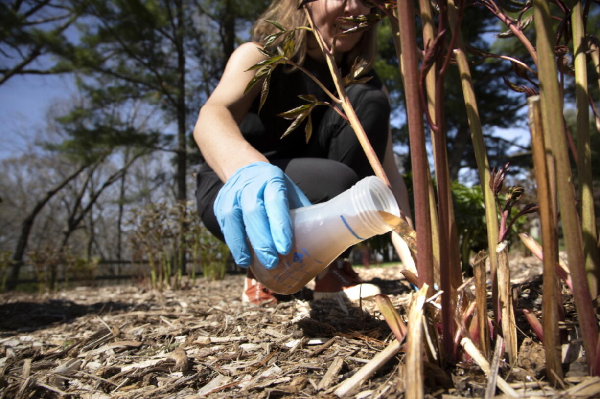 University of Michigan civil and environmental engineering professor Krista Wigginton applies human urine-derived fertilizer to beds of peonies May 9 at Nichols Arboretum in Ann Arbor, Mich. The "pee-cycling" effort is part of University of Michigan research that promotes human urine-based fertilizer as beneficial to the plants and to the environment.