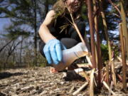 University of Michigan civil and environmental engineering professor Krista Wigginton applies human urine-derived fertilizer to beds of peonies May 9 at Nichols Arboretum in Ann Arbor, Mich. The "pee-cycling" effort is part of University of Michigan research that promotes human urine-based fertilizer as beneficial to the plants and to the environment.