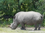 Helen, a 30-year-old white rhino, wears a fitness device on her right front leg as she grazes at Walt Disney World's Animal Kingdom theme park, Monday, May 16, 2022, in Lake Buena Vista, Fla. The purpose of the fitness device is to gather data on the number of steps she takes each day, whether she is walking, running or napping, and which part of the man-made savanna she favors the most.