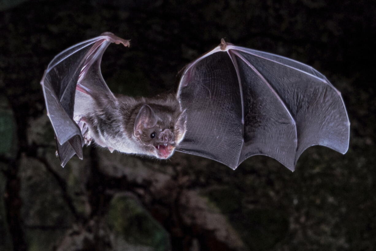 A vampire bat in flight.