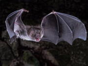 A vampire bat in flight.