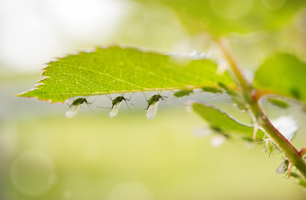 Close-up of rose stalk with lots of aphid