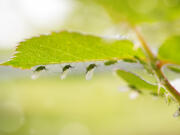 Close-up of rose stalk with lots of aphid