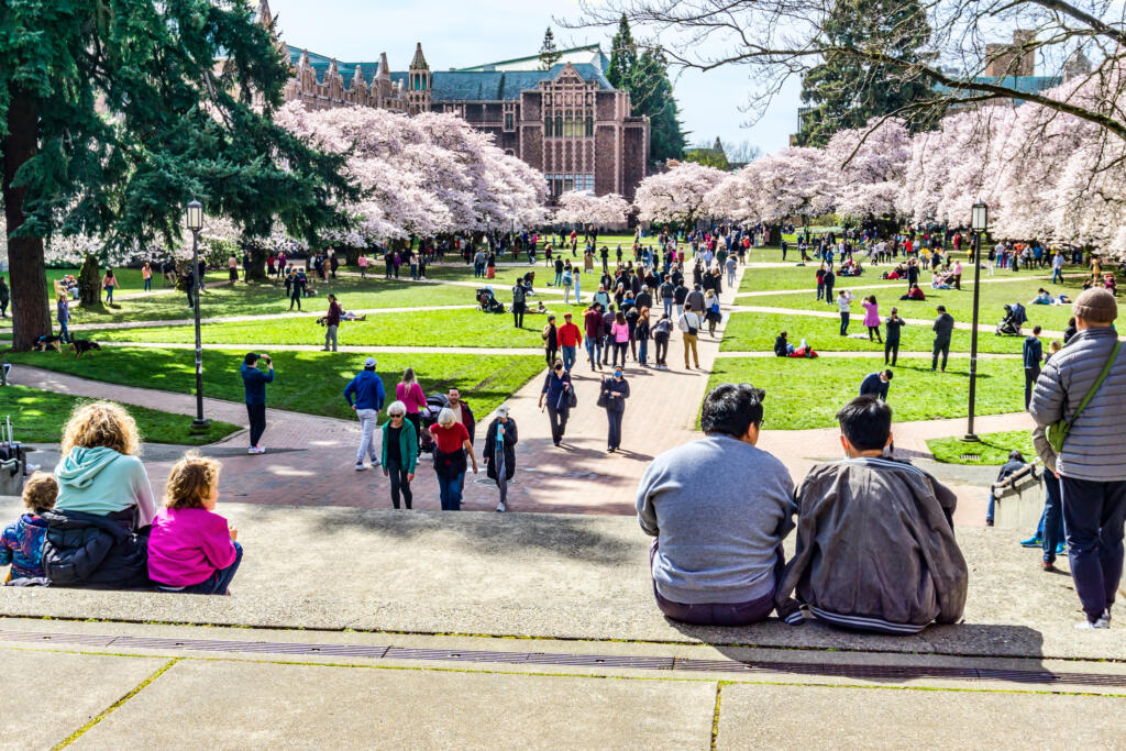 The University Of Washington quad reopens in time for the cherry blossom bloom in March 2022.