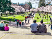 The University Of Washington quad reopens in time for the cherry blossom bloom in March 2022.