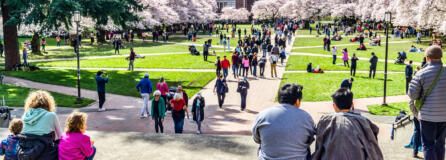 The University Of Washington quad reopens in time for the cherry blossom bloom in March 2022.
