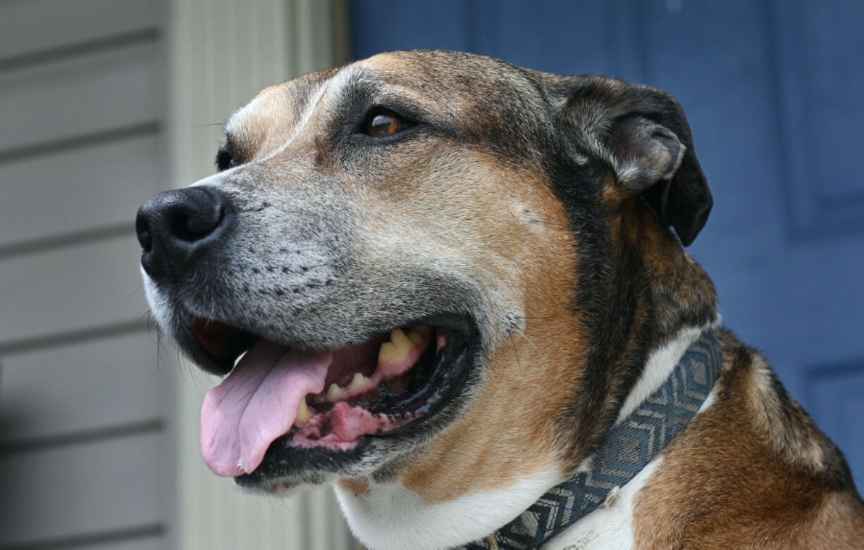 Veteran Donald Rhodes adopted Yankee, a rescue dog, through the low-cost pets-for-patriots program from Harford County, Connecticut, animal shelter. (Kenneth K. Lam/Baltimore Sun/TNS) (Kenneth K.