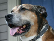 Veteran Donald Rhodes adopted Yankee, a rescue dog, through the low-cost pets-for-patriots program from Harford County, Connecticut, animal shelter. (Kenneth K. Lam/Baltimore Sun/TNS) (Kenneth K.