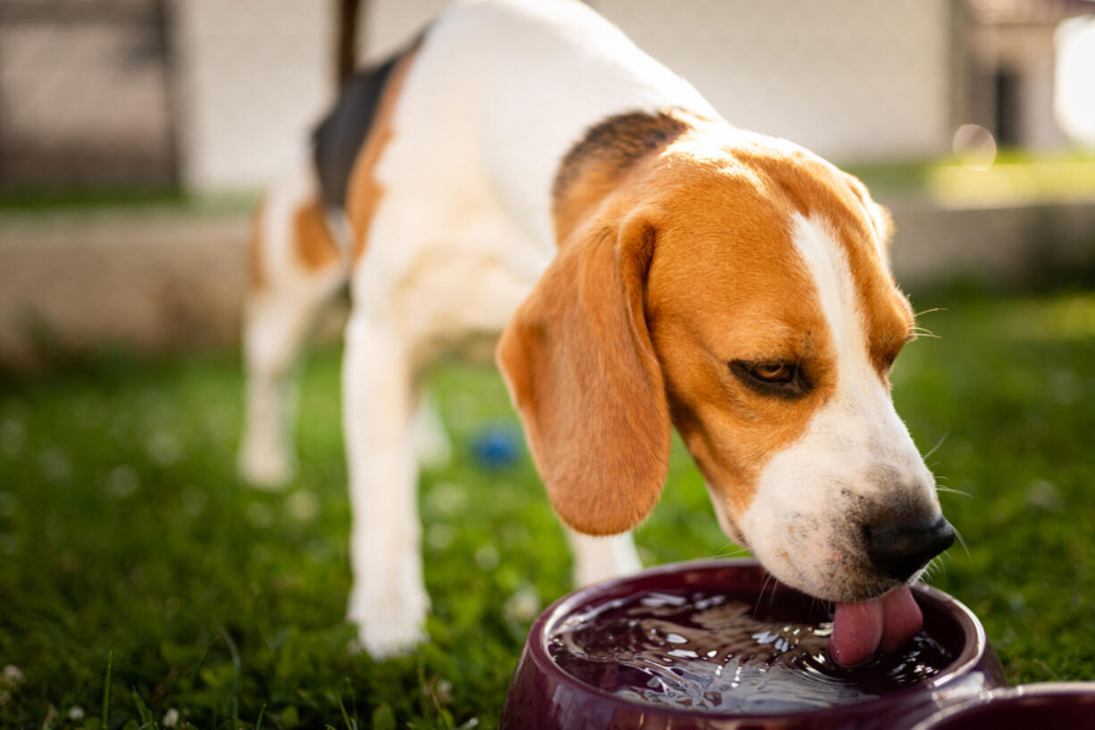 Leptospirosis is caused by the Leptospira bacteria, according to the American Veterinary Medical Association, and it is typically found in soil and water. Infection in dogs can result in kidney failure, liver disease and bleeding in the lungs, with early detection being a matter of life or death, UC Davis said in a news release.