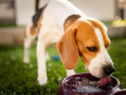 Leptospirosis is caused by the Leptospira bacteria, according to the American Veterinary Medical Association, and it is typically found in soil and water. Infection in dogs can result in kidney failure, liver disease and bleeding in the lungs, with early detection being a matter of life or death, UC Davis said in a news release.