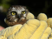 Chris Cornelius holds a saw-whet owl before he releases it in Anchorage on May 22, 2022. Bird Treatment and Learning Center cared for the orphaned bird for two months.