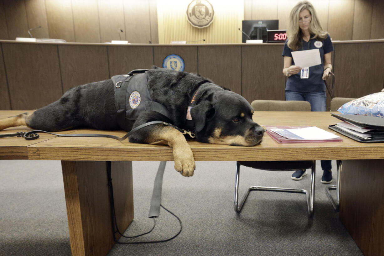 Crisis Canines member Axel, a 4-year-old Rottweiler, just returned to New Jersey from Uvalde, Texas.