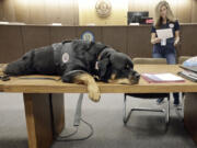 Crisis Canines member Axel, a 4-year-old Rottweiler, just returned to New Jersey from Uvalde, Texas.